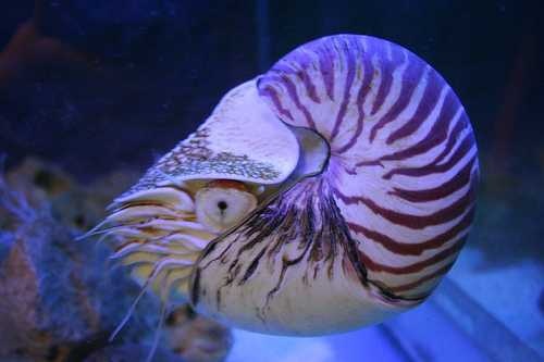 chambered_nautilus