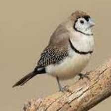 double_barred_finch