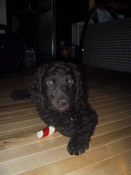 image of irish_water_spaniel