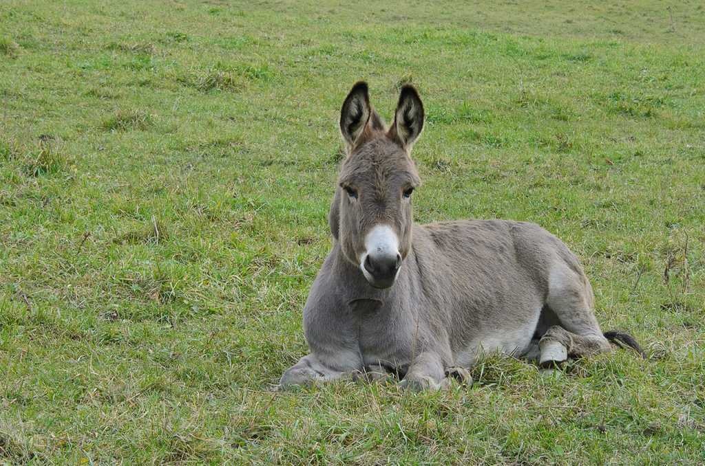 image of mule