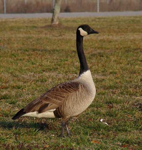Goose image classifcation dataset for machine learning