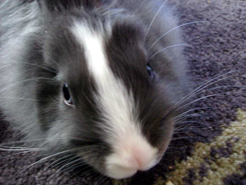 Rabbit labeled image dataset | images.cv