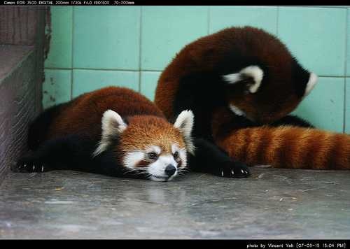 lesser_panda