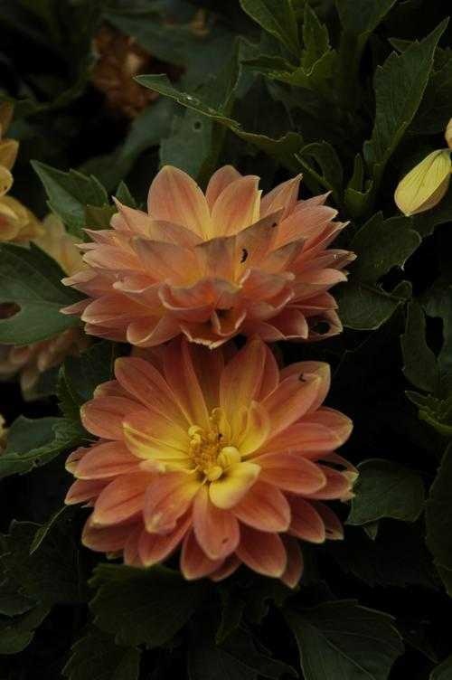 pink_yellow_dahlia