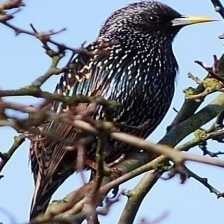 image of common_starling