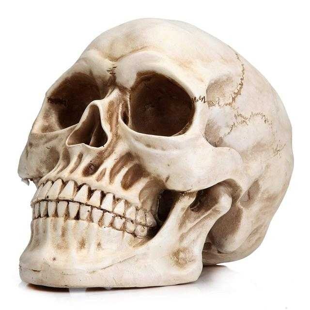 image of skull