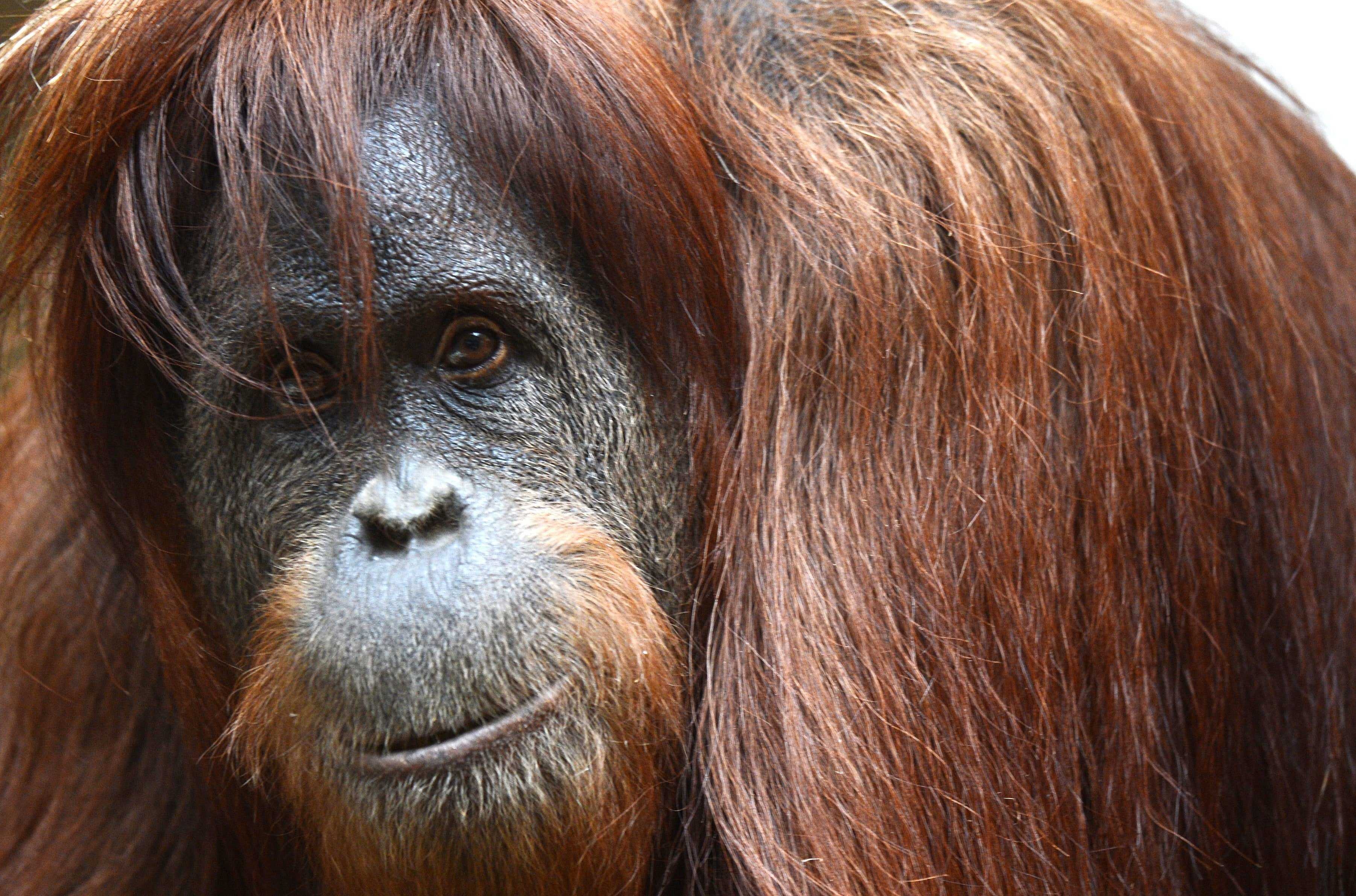 image of orangutan
