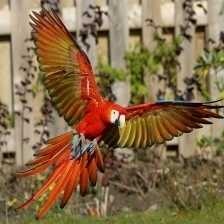image of scarlet_macaw