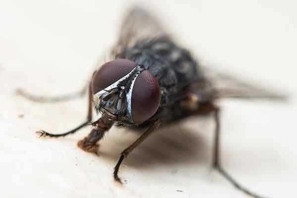 image of fly #22