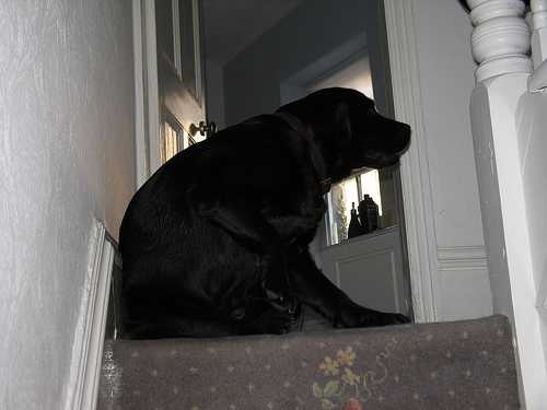 image of labrador_retriever