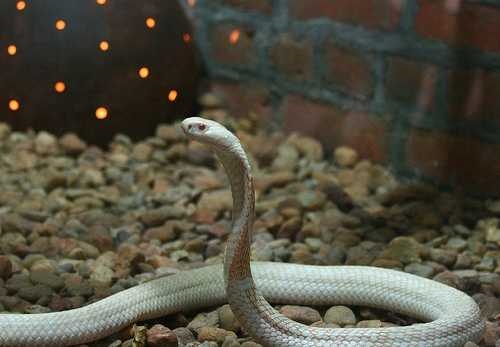 image of indian_cobra