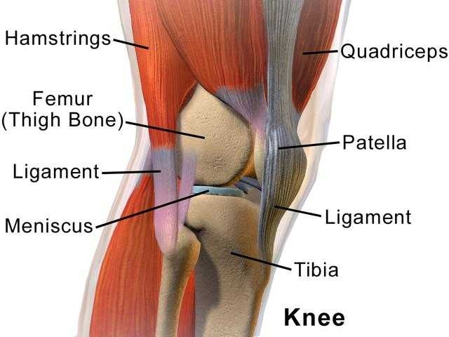 image of knee
