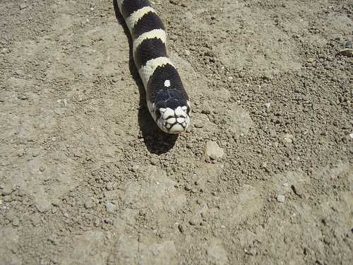 image of king_snake