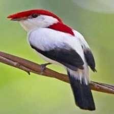 image of araripe_manakin