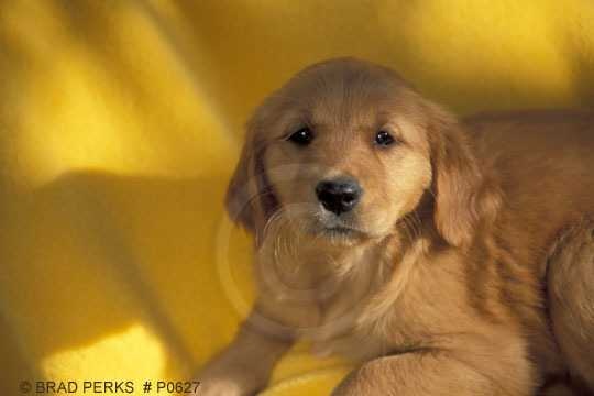 Golden retriever image classifcation dataset for machine learning