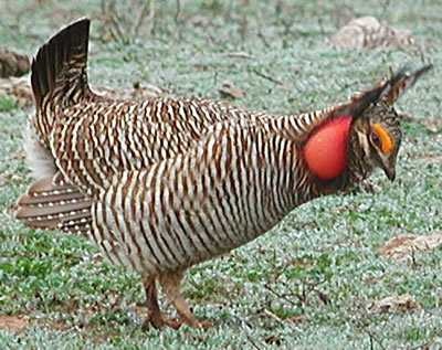 Prairie chicken image classifcation dataset for machine learning