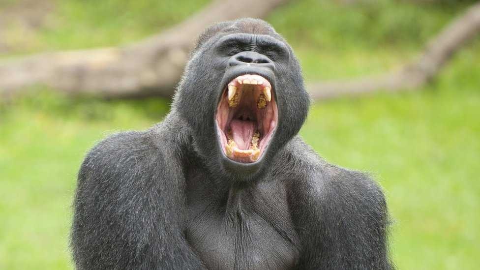 image of gorilla