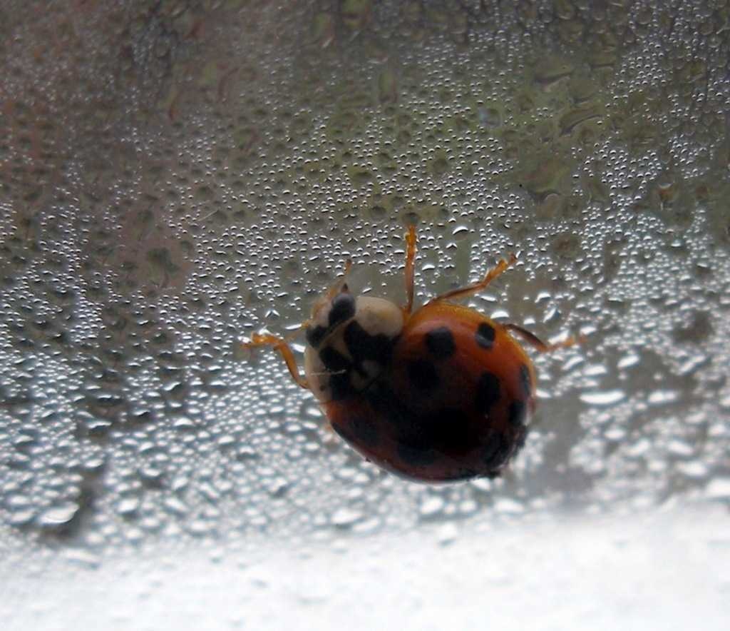 image of ladybug