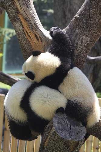 image of giant_panda