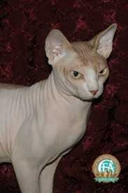 image of sphynx