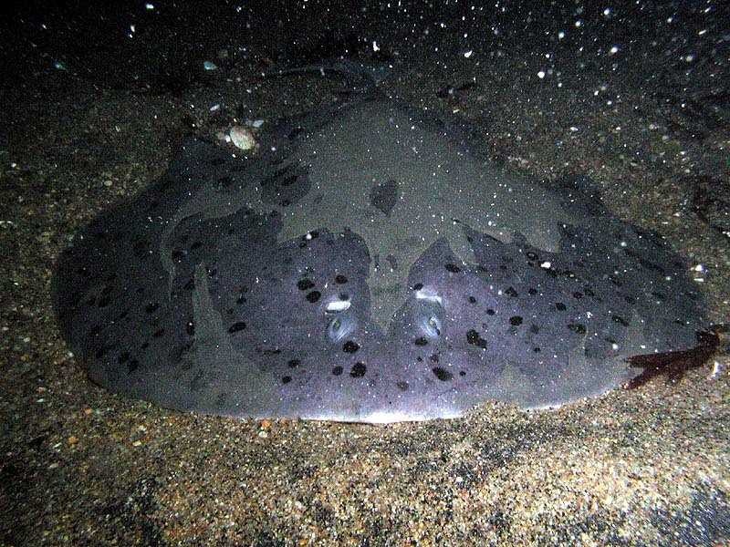 image of electric_ray