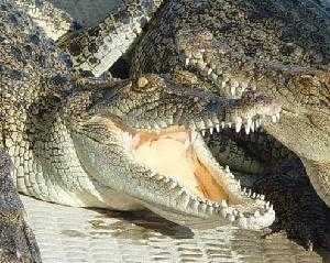 image of crocodile_head