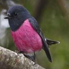 image of pink_robin