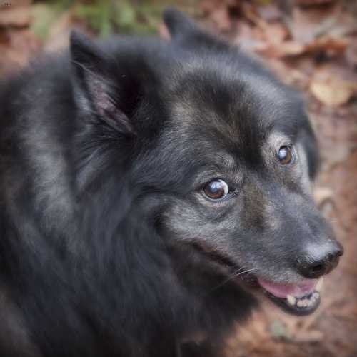 image of keeshond