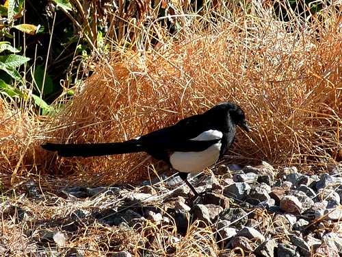 Magpie image classifcation dataset for machine learning