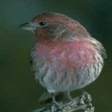 image of house_finch