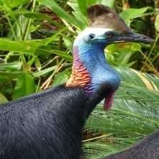 image of cassowary