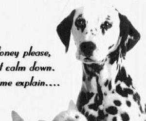 dalmatian