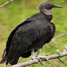 image of black_vulture