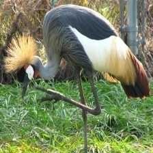 image of african_crowned_crane