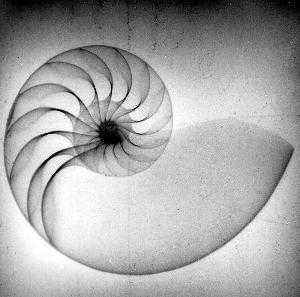 image of nautilus