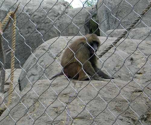 image of baboon