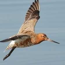 bar_tailed_godwit