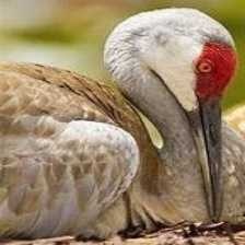 sandhill_crane