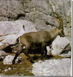 image of ibex