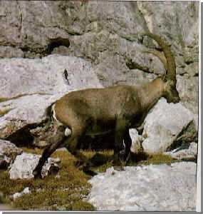 ibex