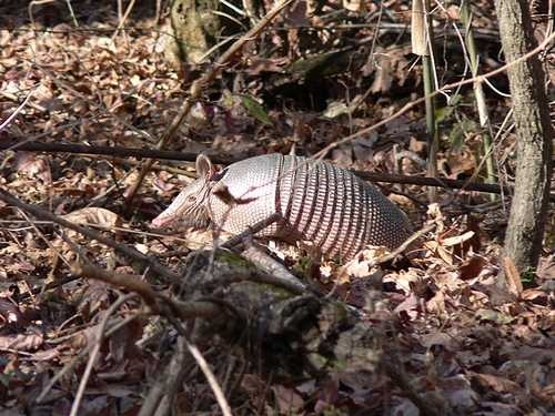 image of armadillo