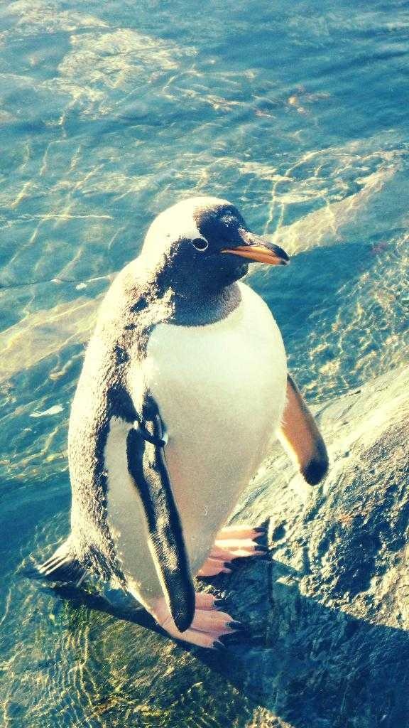 Penguin image classifcation dataset for machine learning