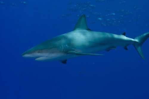 image of tiger_shark