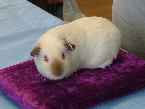 guinea_pig