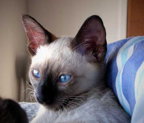 image of siamese_cat