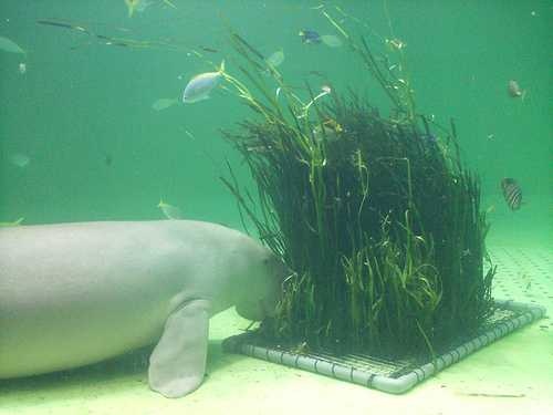 image of dugong