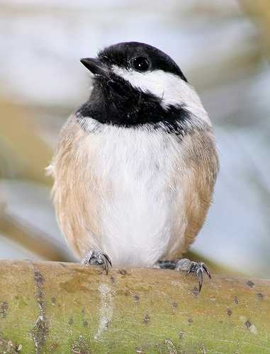 image of chickadee