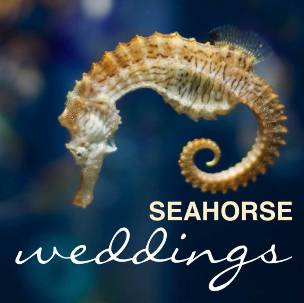 image of seahorse