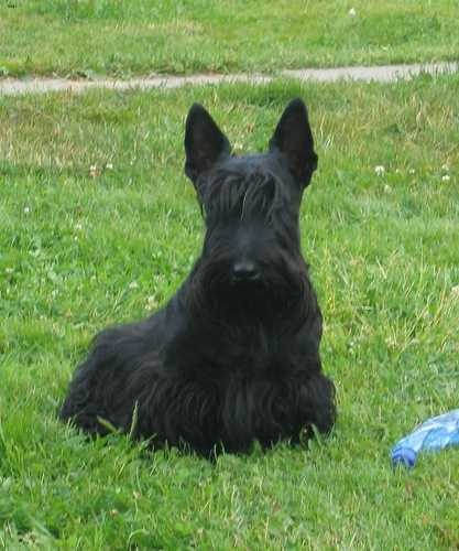 scottish_terrier