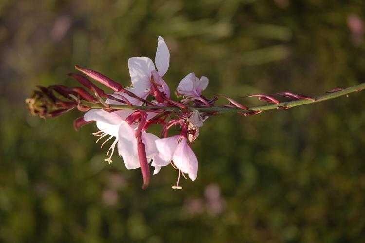 image of gaura